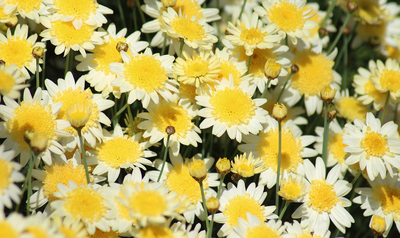 marguerite daisies  paris daisies  spring free photo