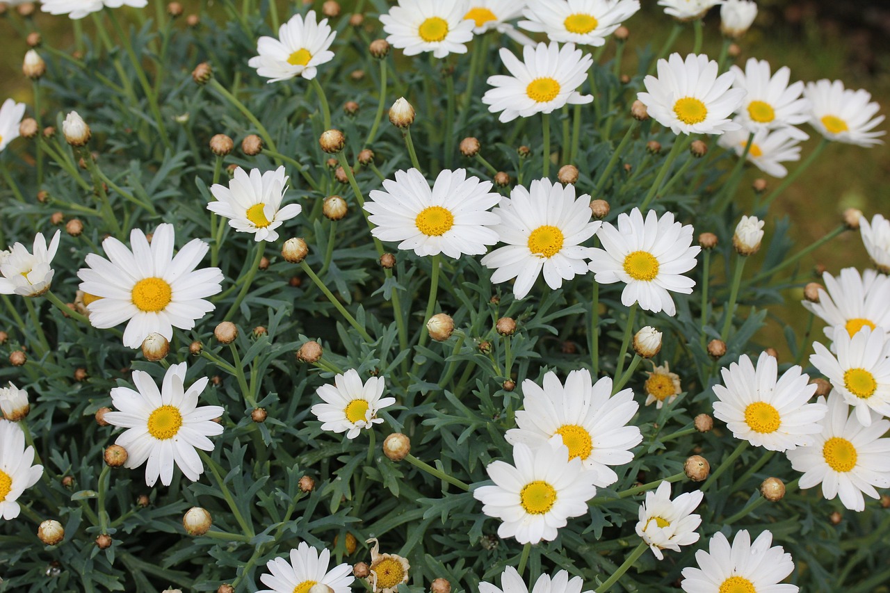 marguerite daisy perennial flower free photo