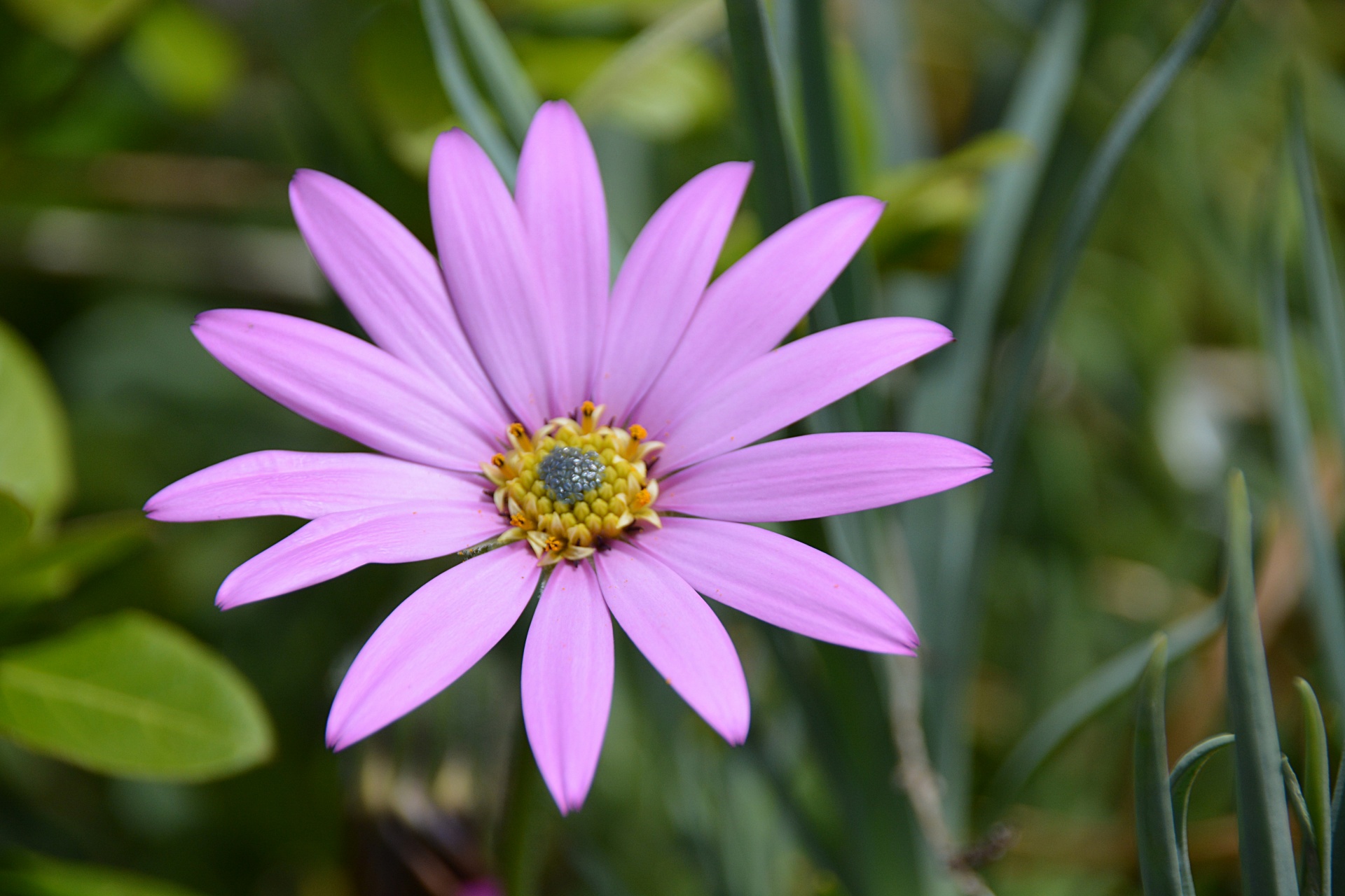 daisy botany flora free photo