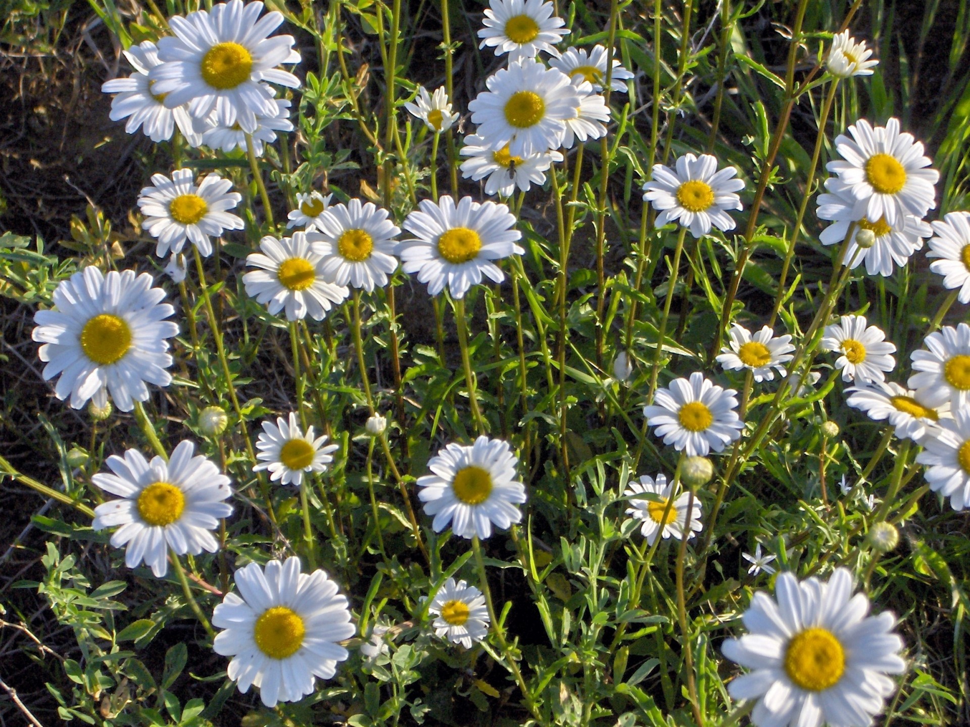 daisies flower daisies free photo