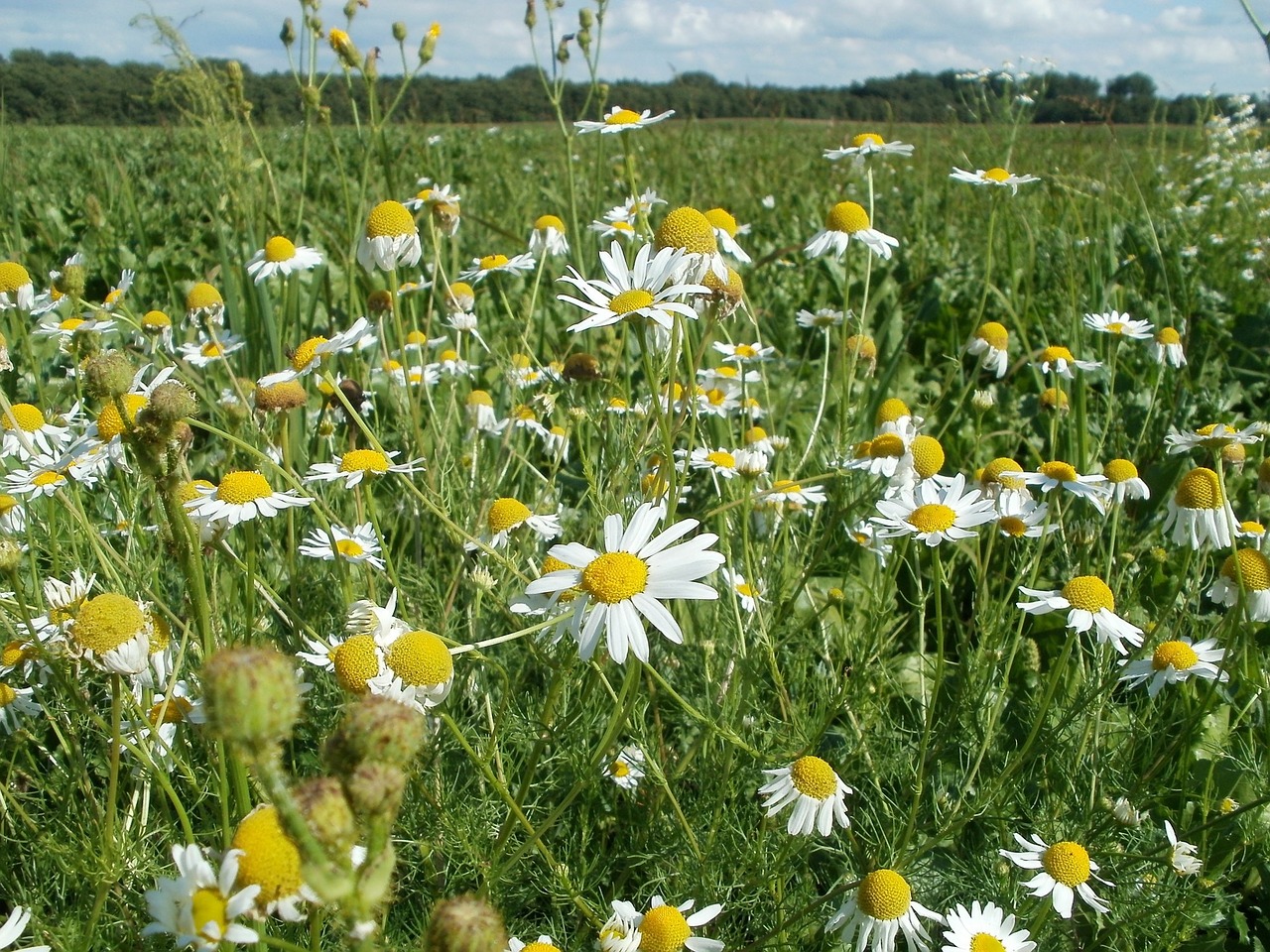 marguerites flowers daisies free photo