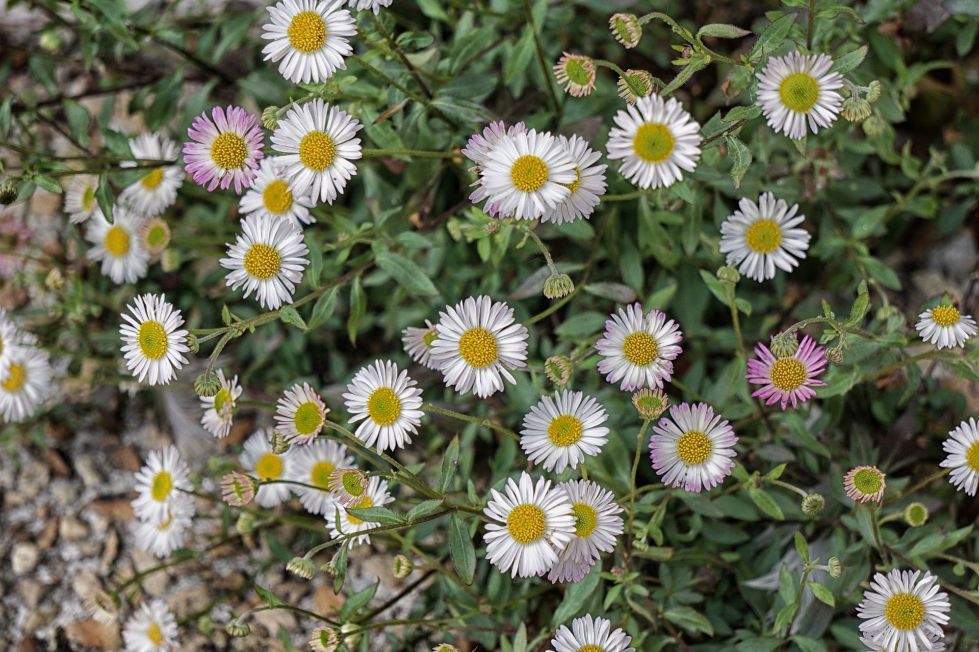 flowers daisies flora free photo