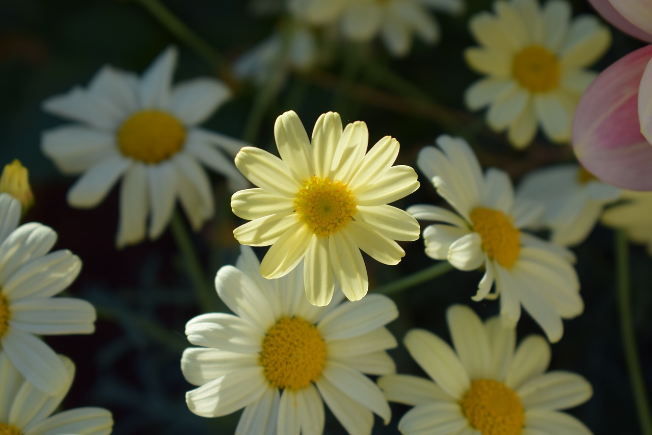 margurit  yellow  flower free photo