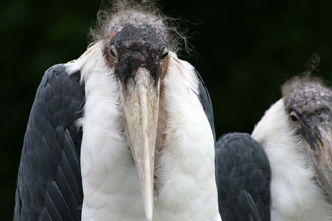 maribu zoo bird free photo