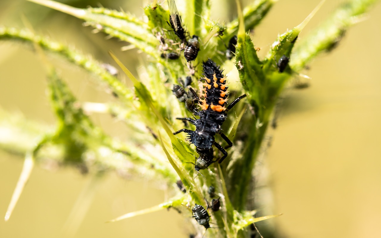 marienkäfer larva larva ladybug free photo