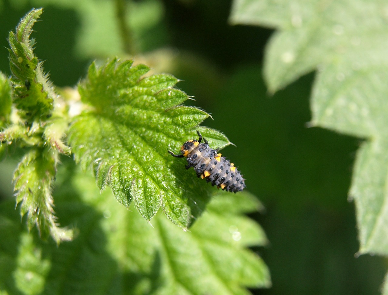marienkäfer larva larva beetle free photo