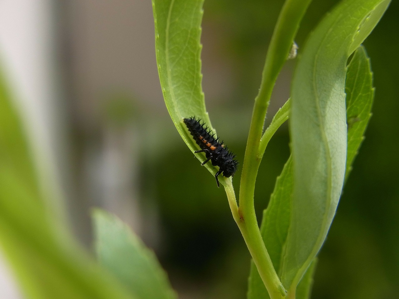 marienkäfer larva ladybug beetle free photo