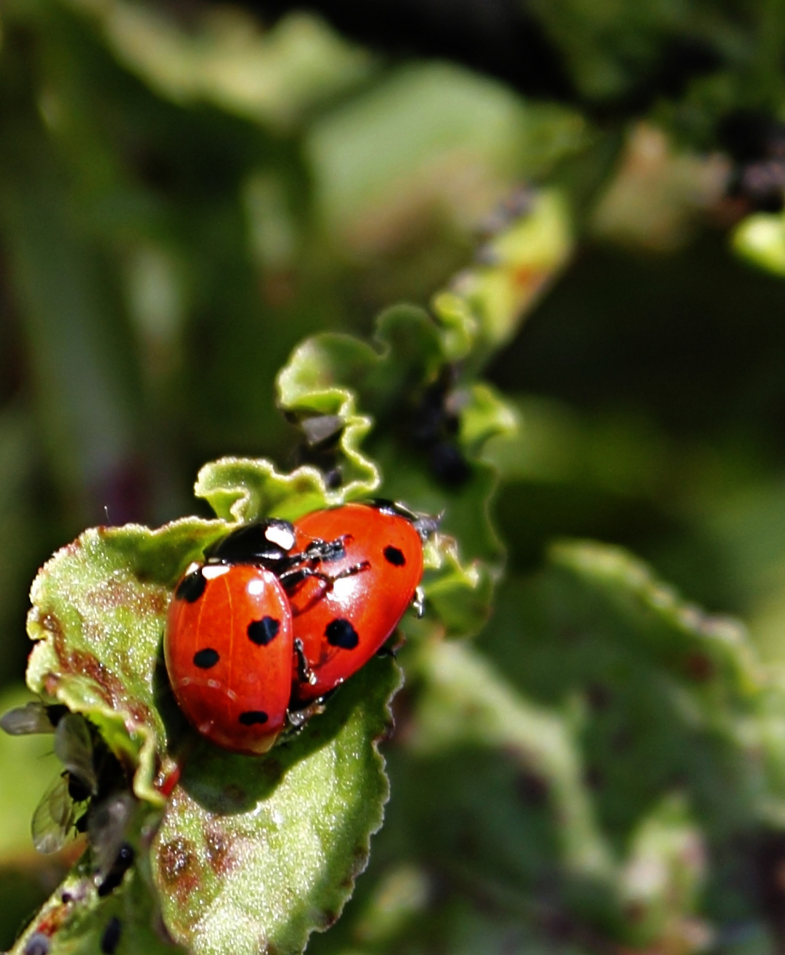 ladybug animals red free photo