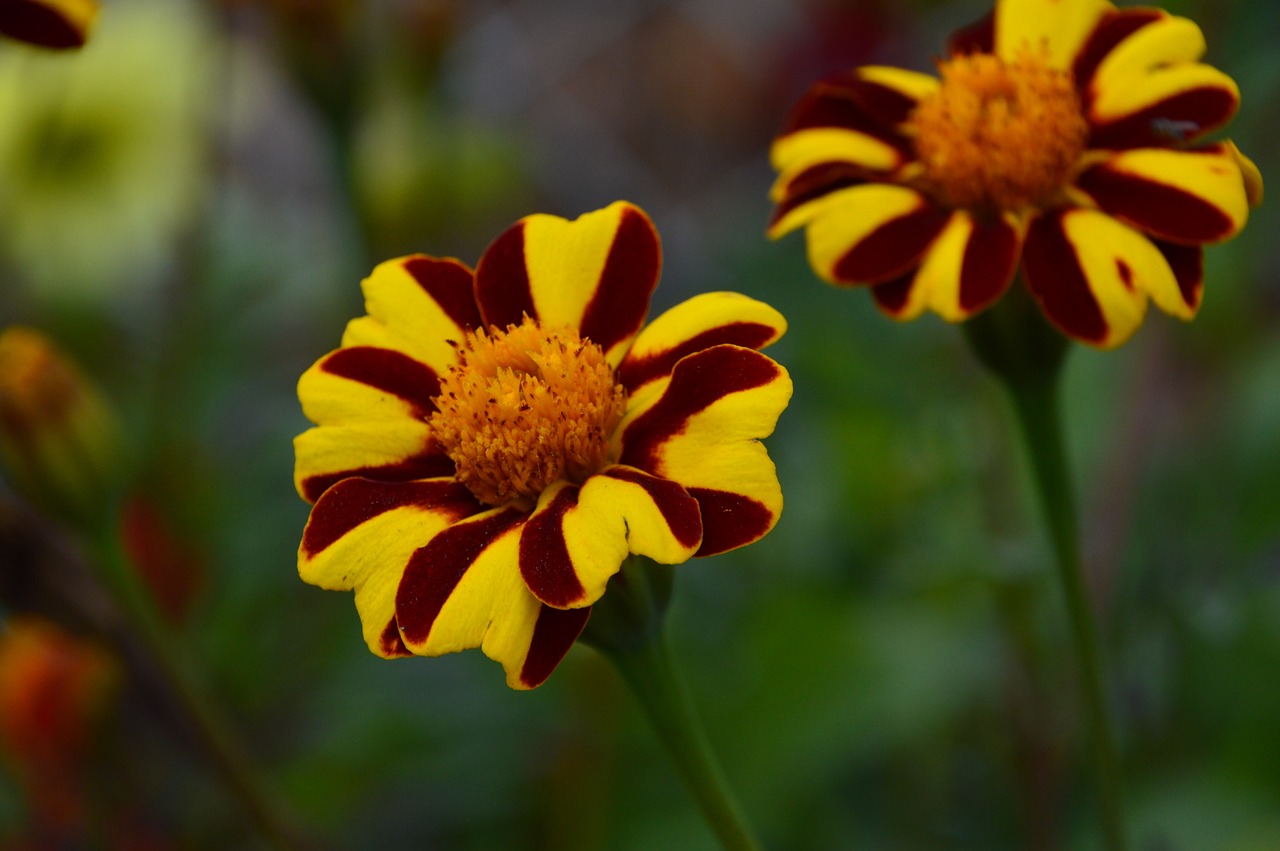 marigold flower strips free photo