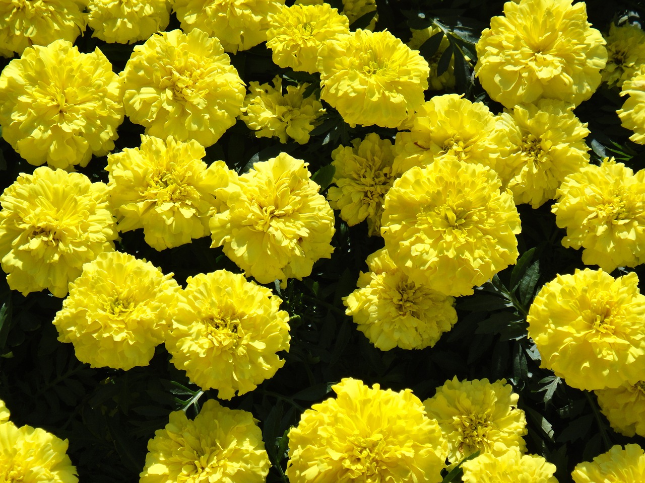 marigold large flowers free photo