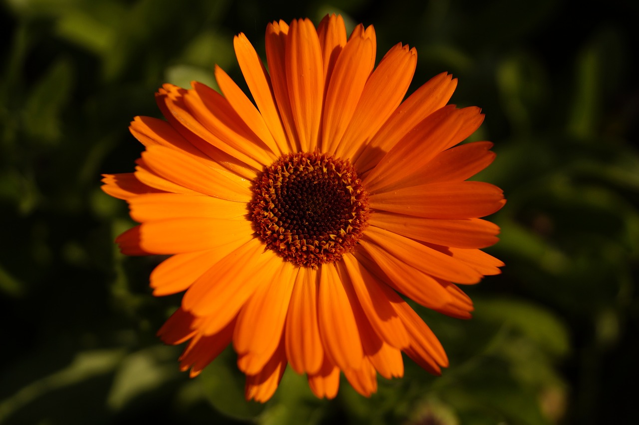 marigold flower orange free photo