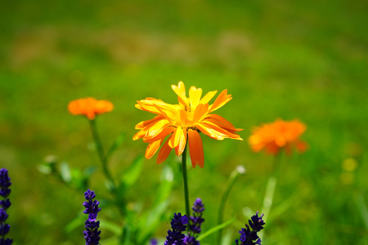 marigold flower blossom free photo