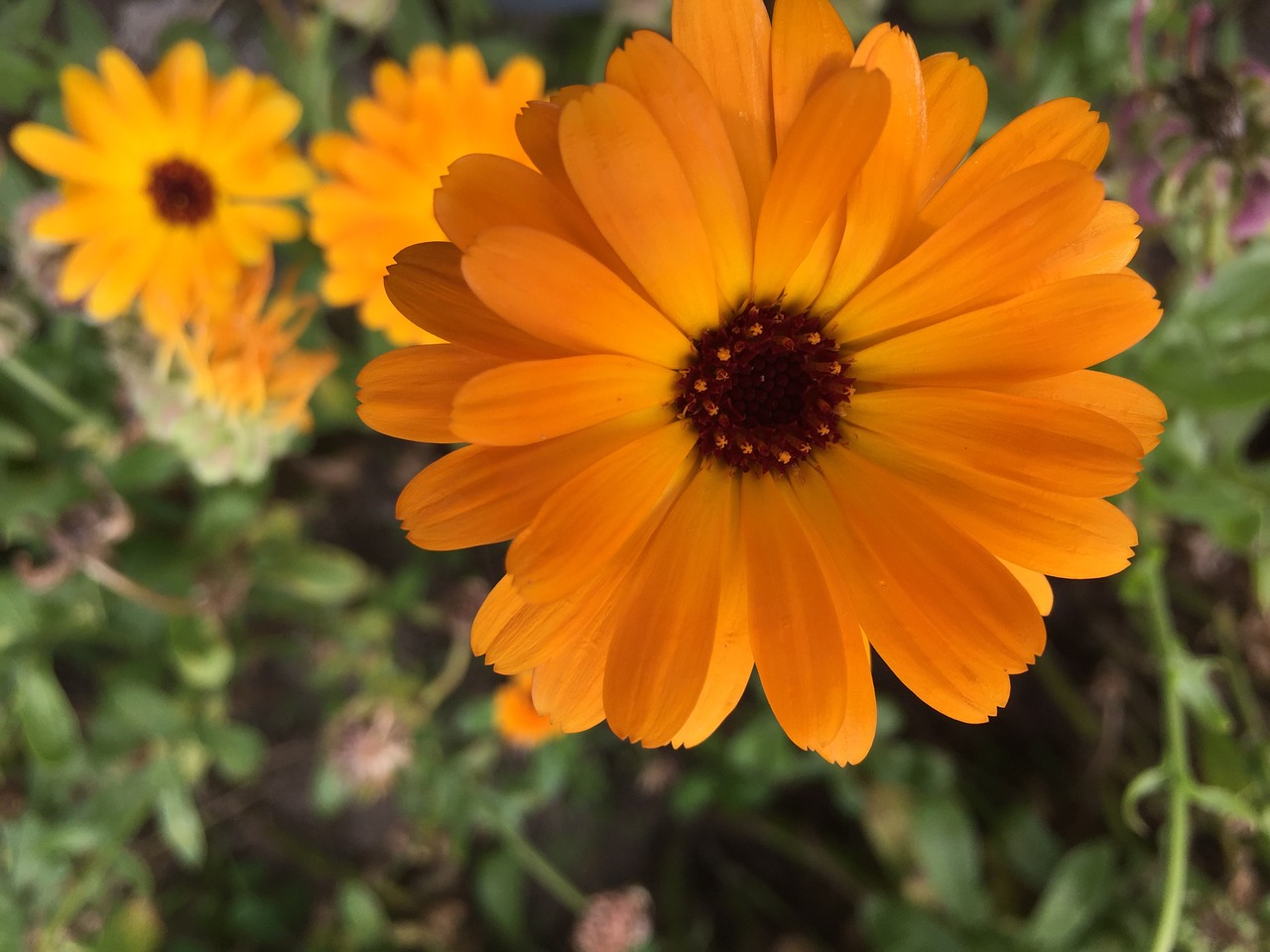 marigold blossom bloom free photo