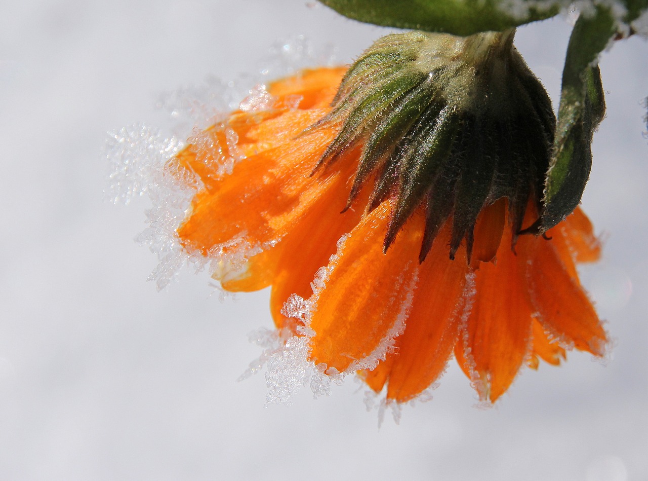 marigold blossom bloom free photo