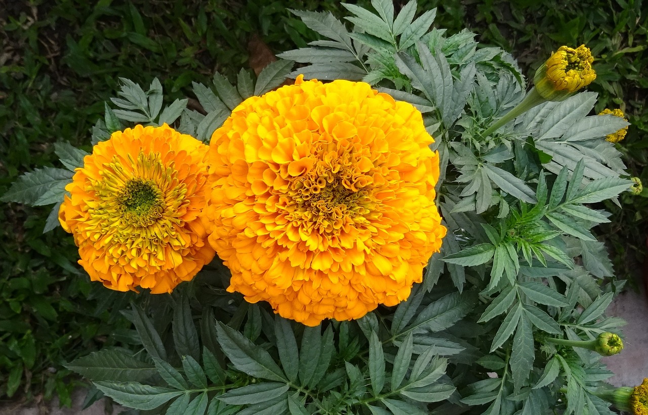 marigold flower yellow free photo