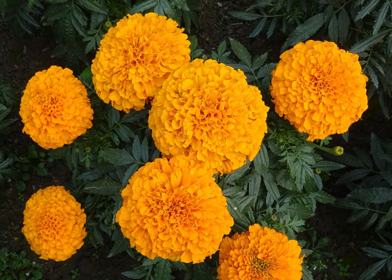 marigold flower yellow free photo