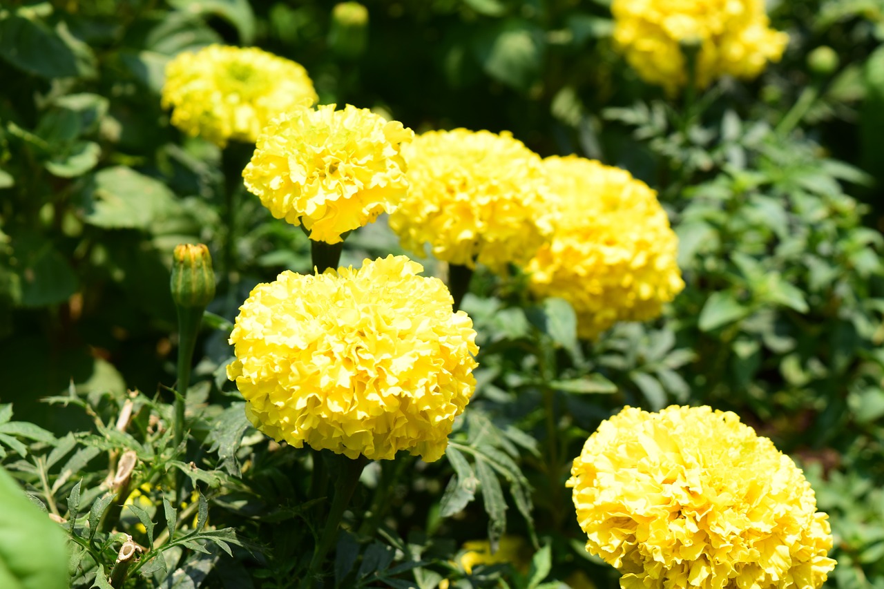 marigold flowers yellow free photo