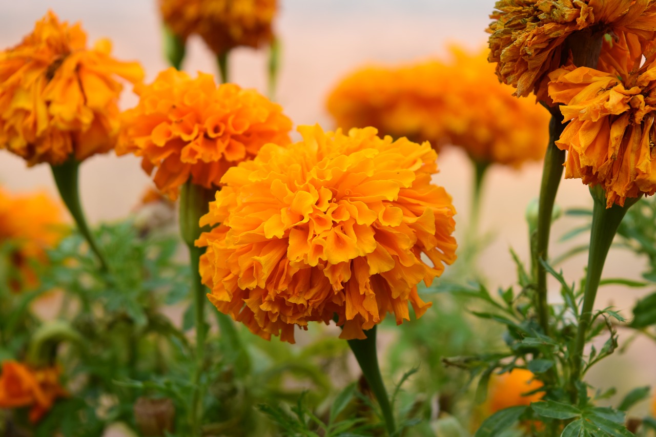 marigold flowers yellow free photo