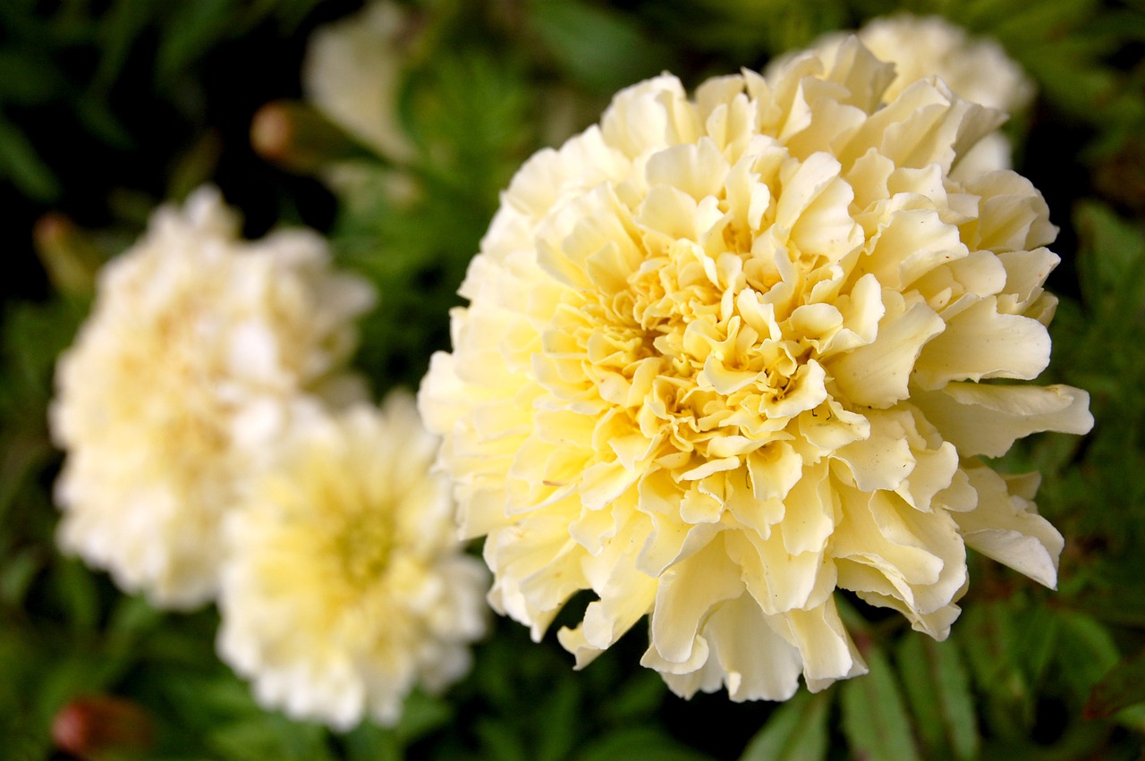 marigold flower plant free photo