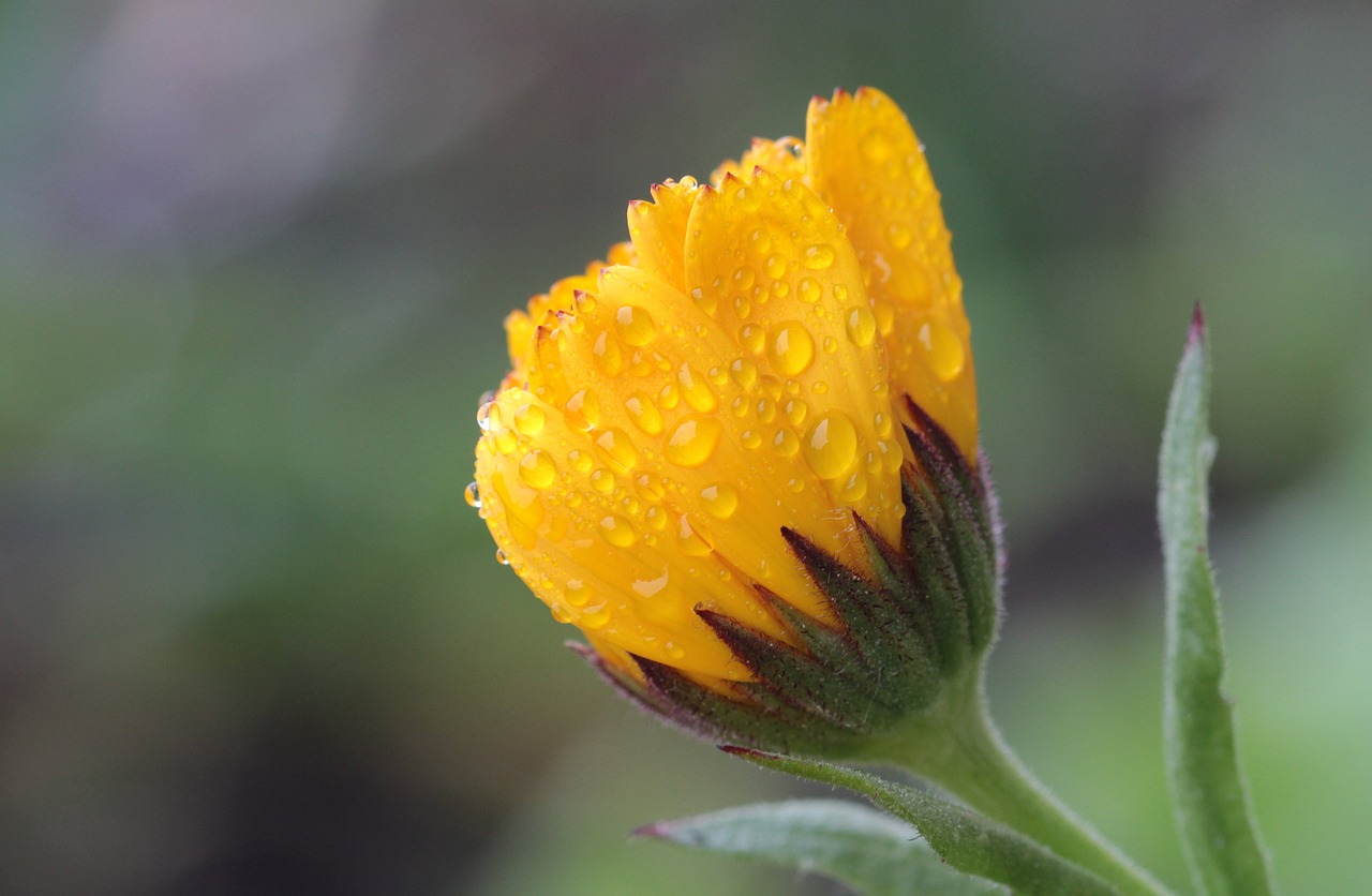 marigold calendula officinalis gardening free photo