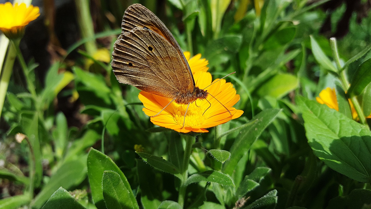 marigold butterfly calendula free photo