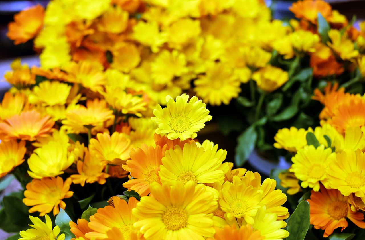 marigold flowers bloom free photo