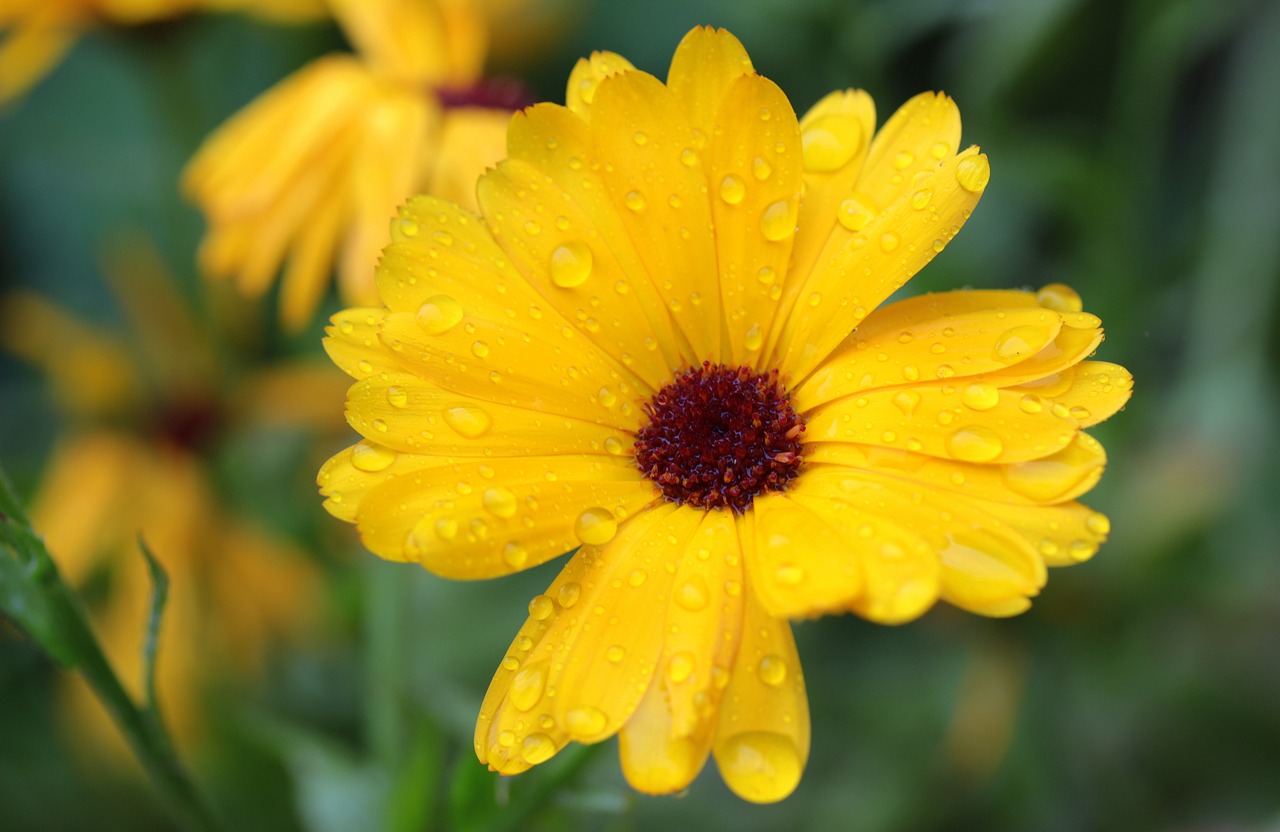 marigold calendula blossom free photo