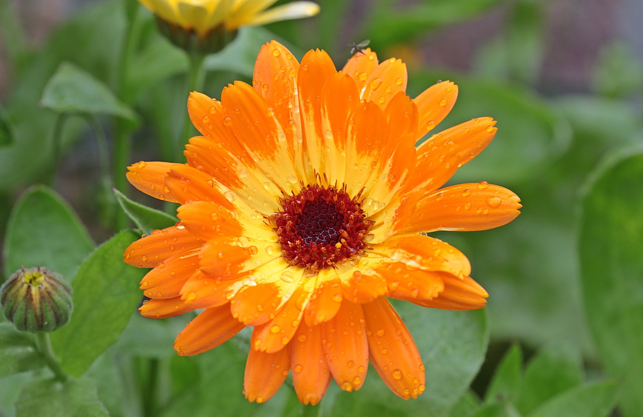 marigold calendula blossom free photo