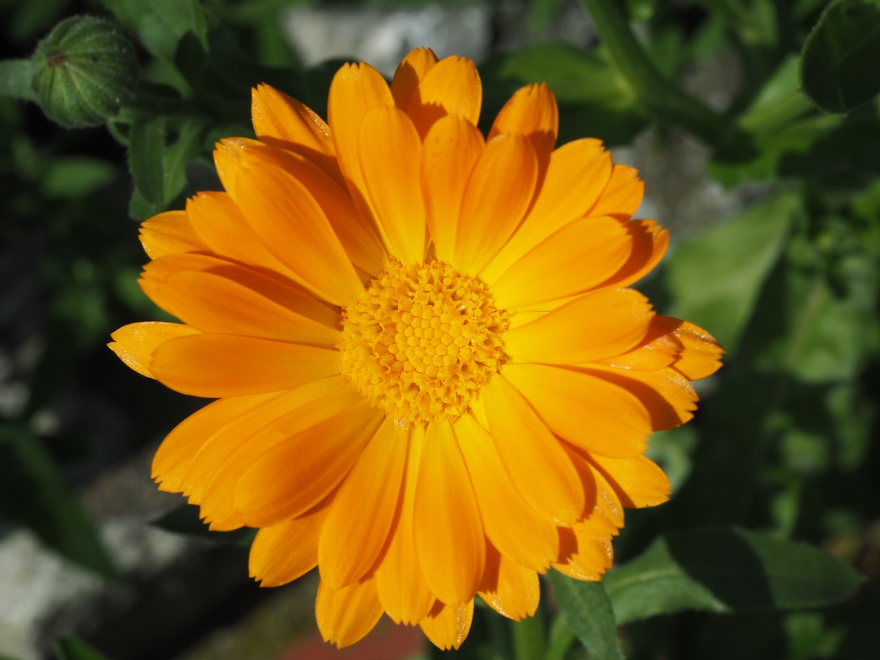 marigold orange gardening free photo