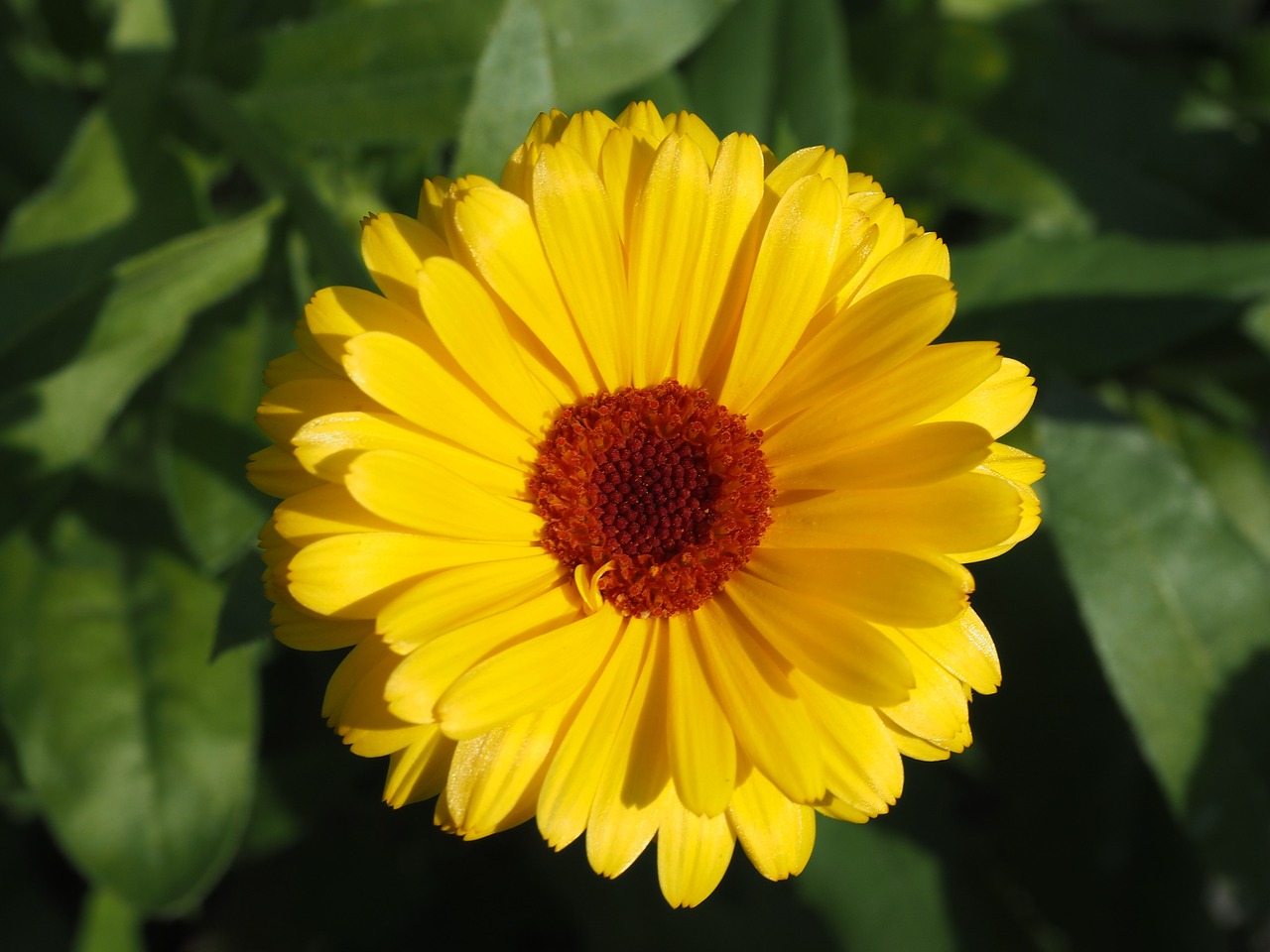 marigold yellow gardening free photo