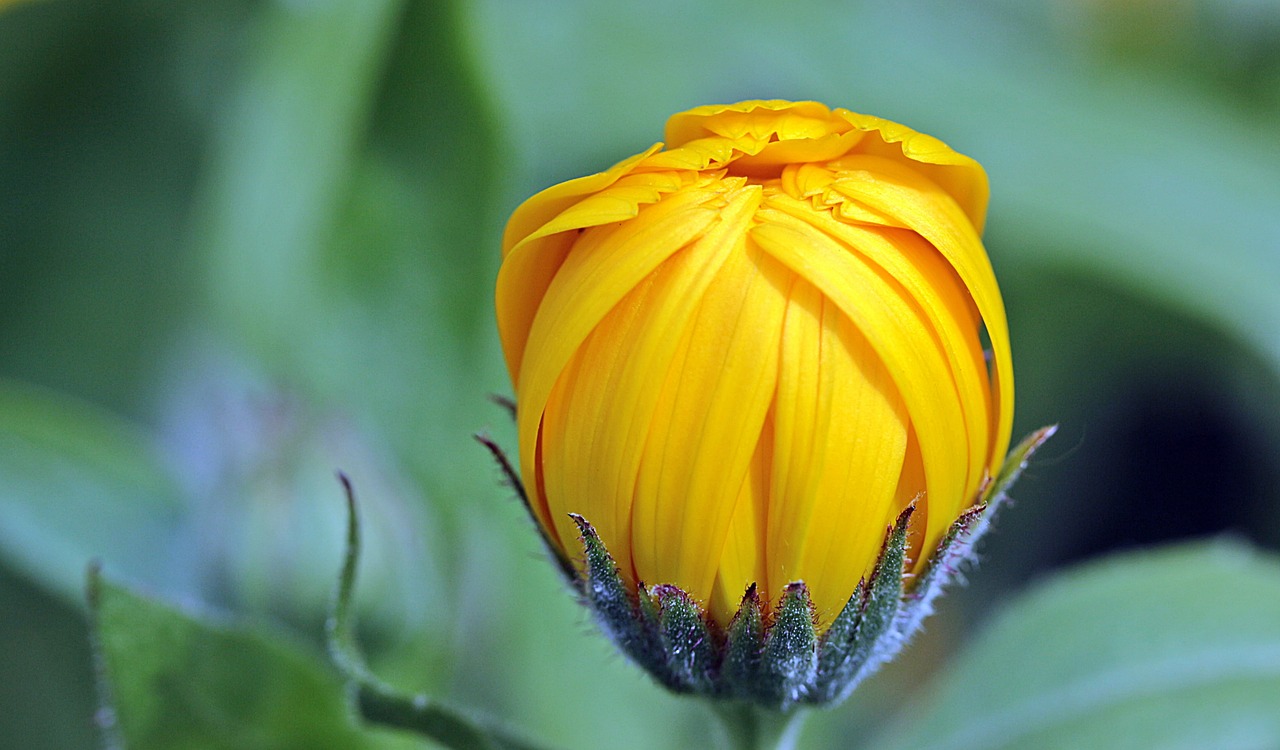 marigold calendula bud free photo