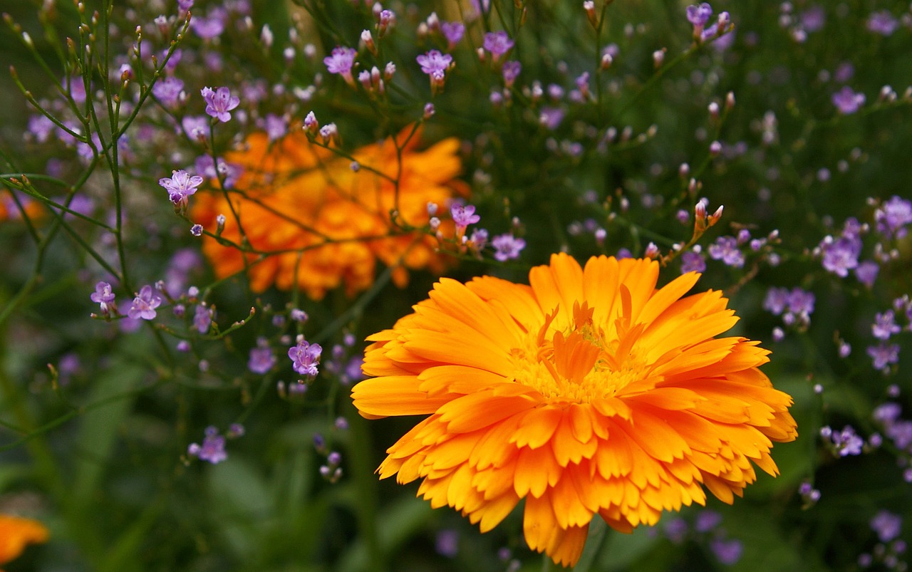 marigold beach lilac summer flowers free photo