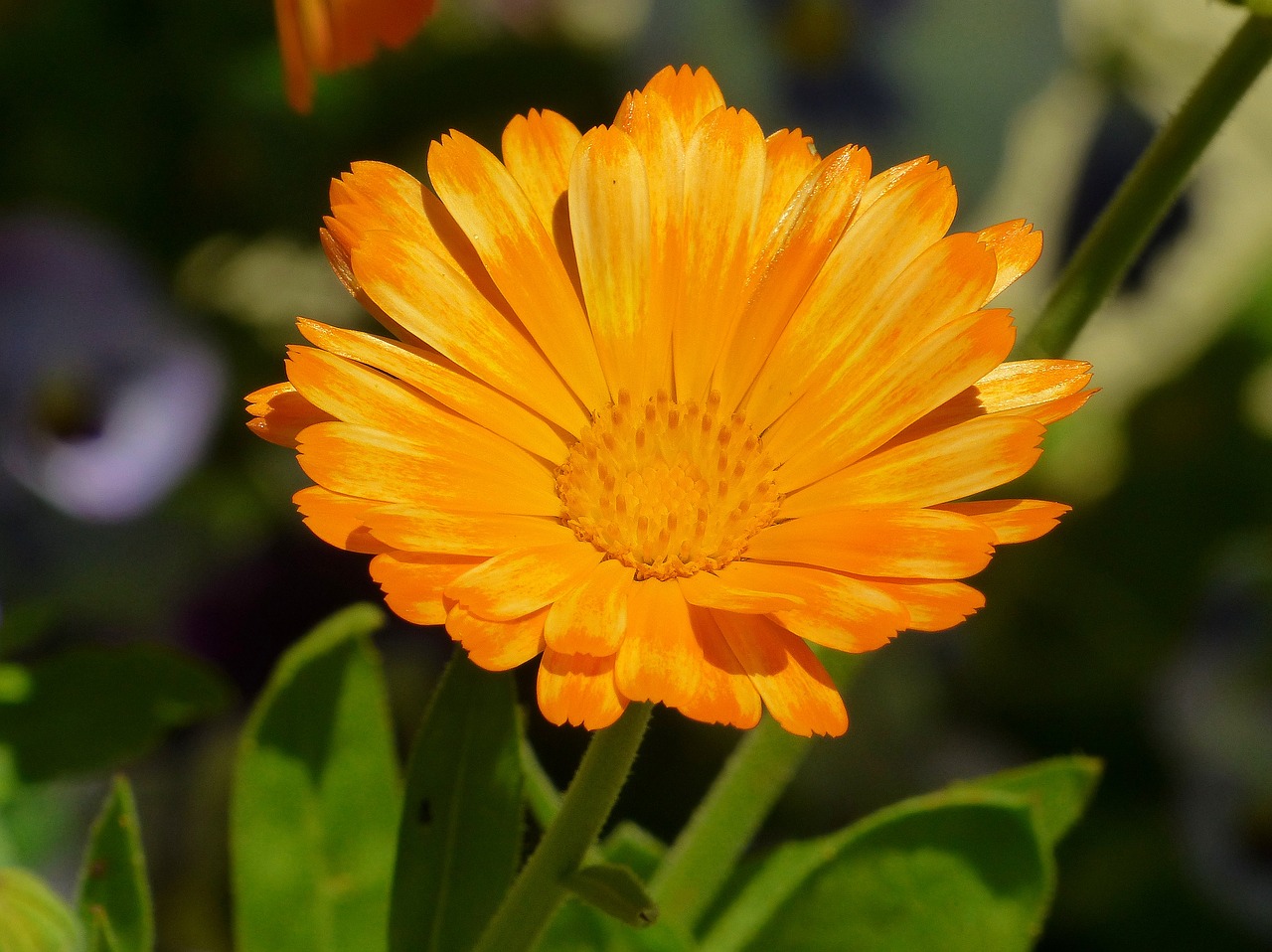 marigold flower meadow calendula free photo
