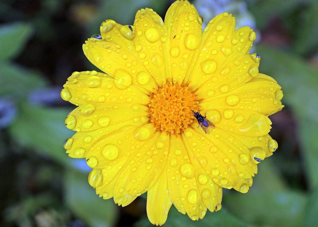 marigold calendula yellow free photo