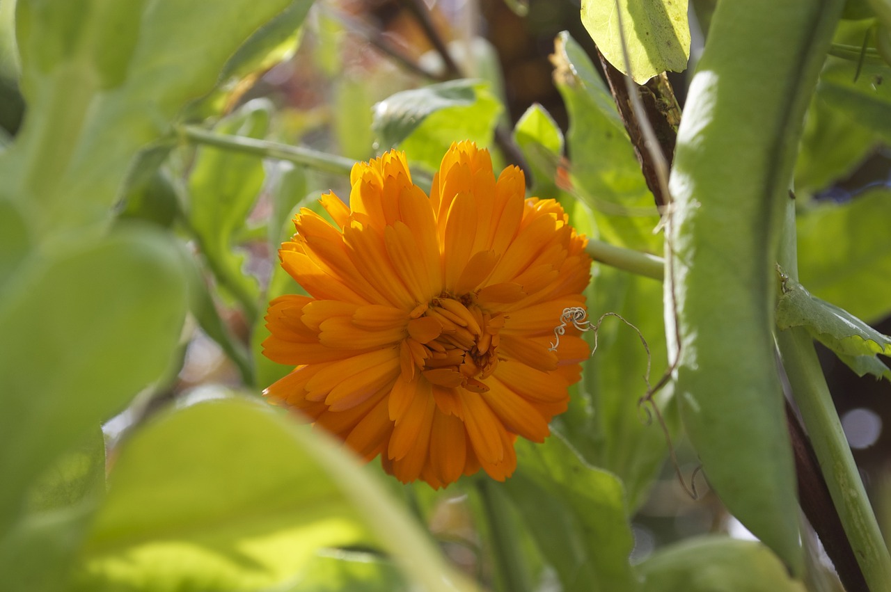 marigold flower yellow free photo