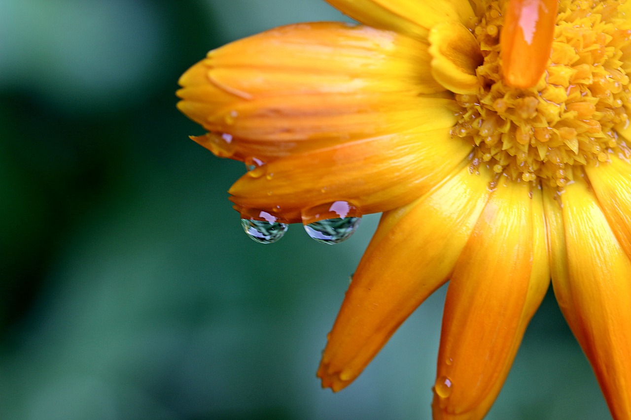 marigold calendula yellow free photo