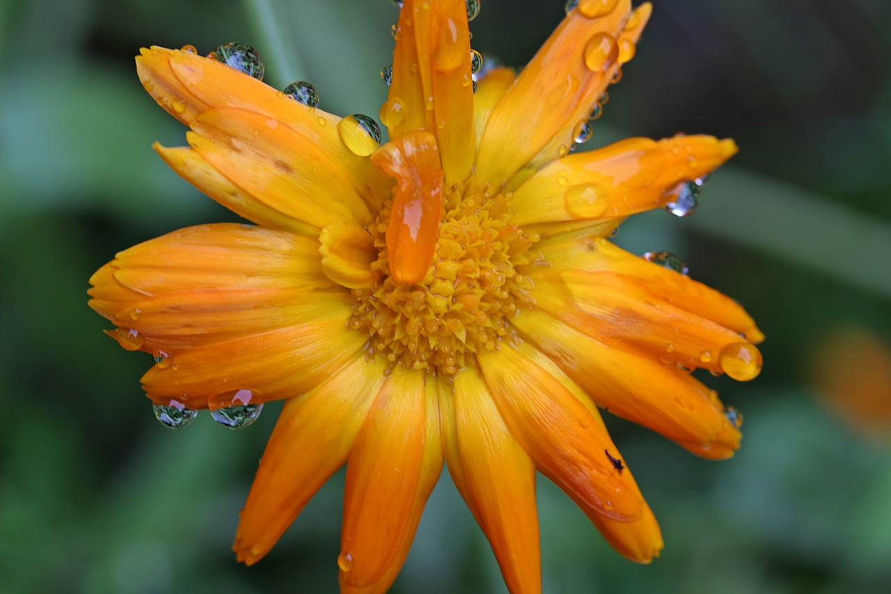 marigold calendula yellow free photo