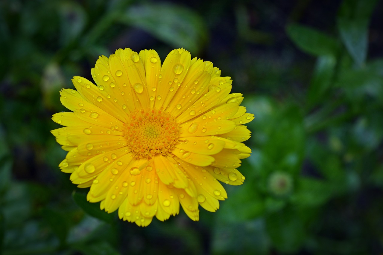 marigold blossom bloom free photo