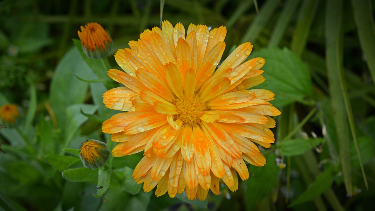 marigold blossom bloom free photo