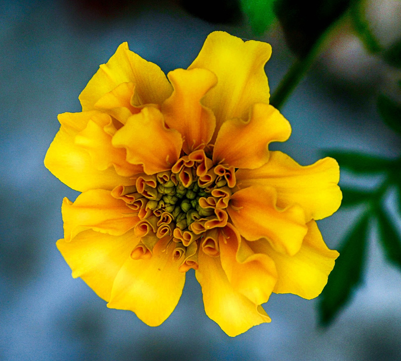 marigold yellow flower blossom free photo