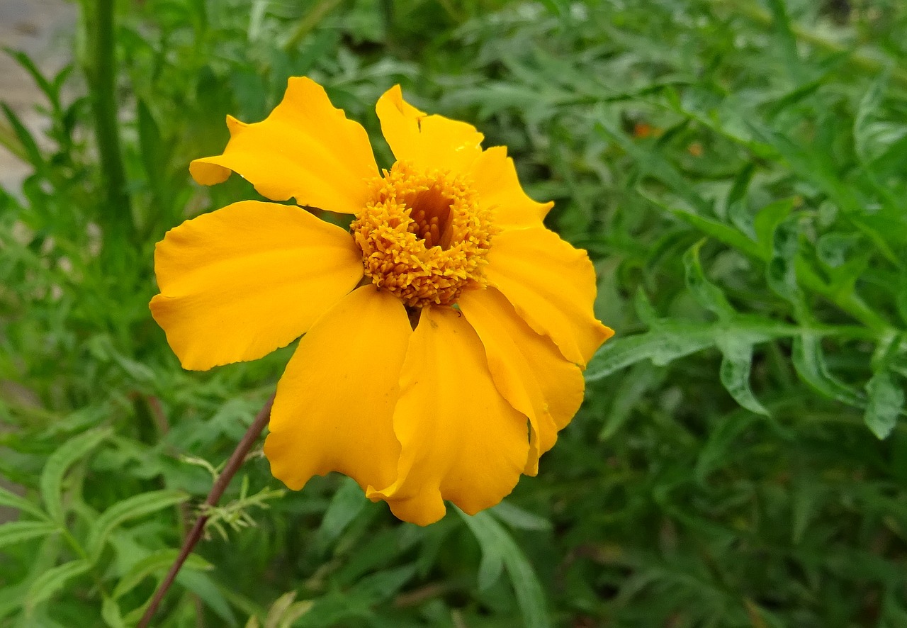 marigold flower single free photo