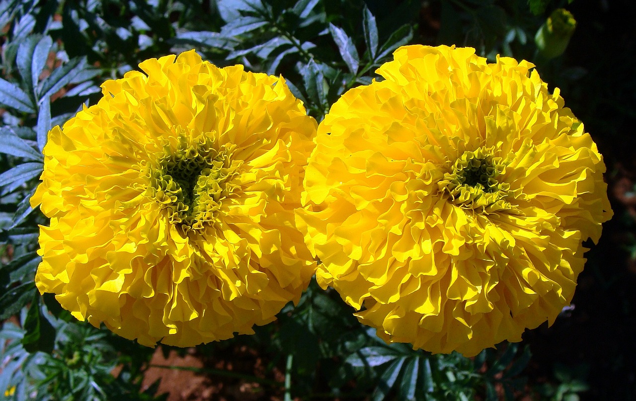 marigold yellow field free photo