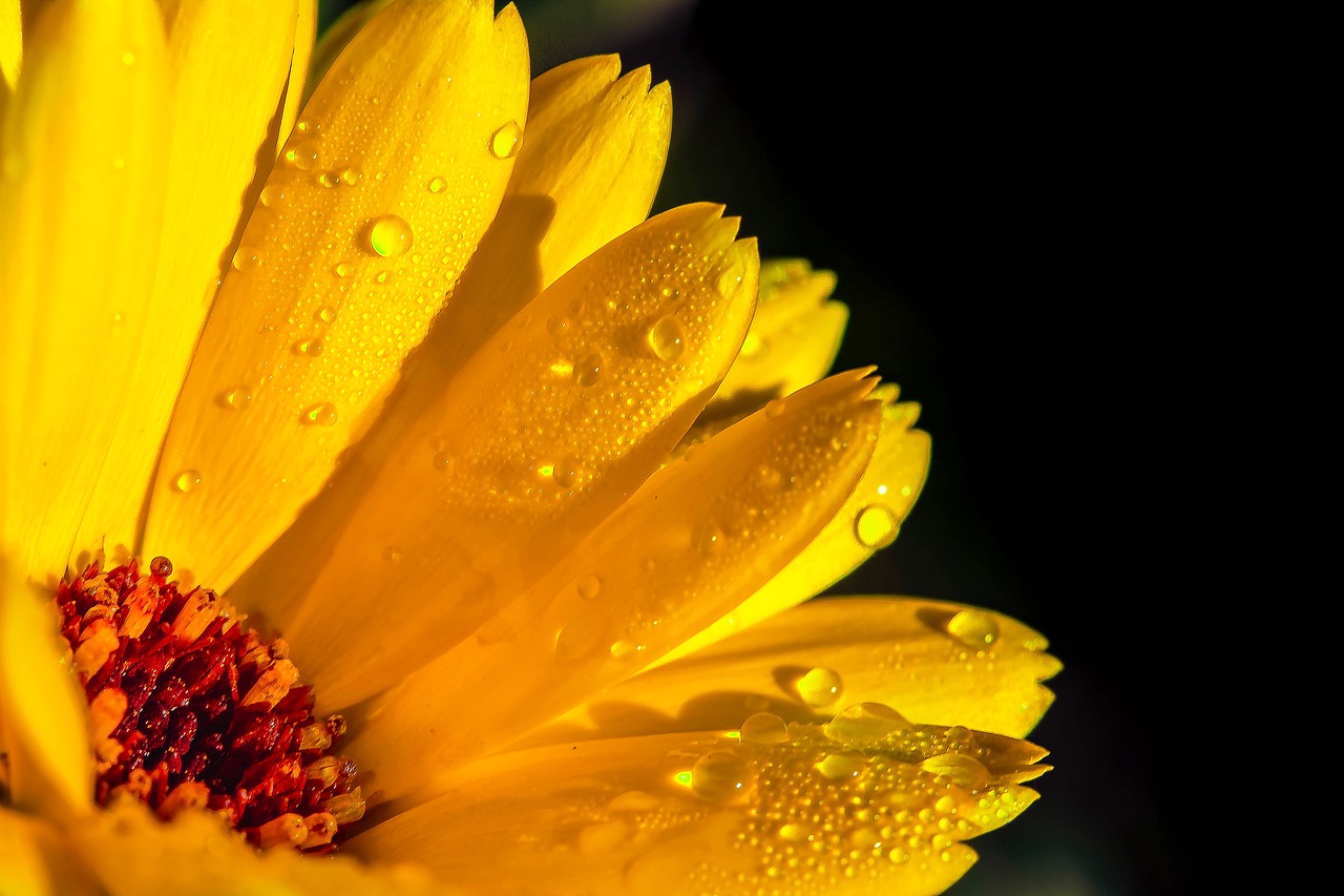 marigold calendula orange free photo