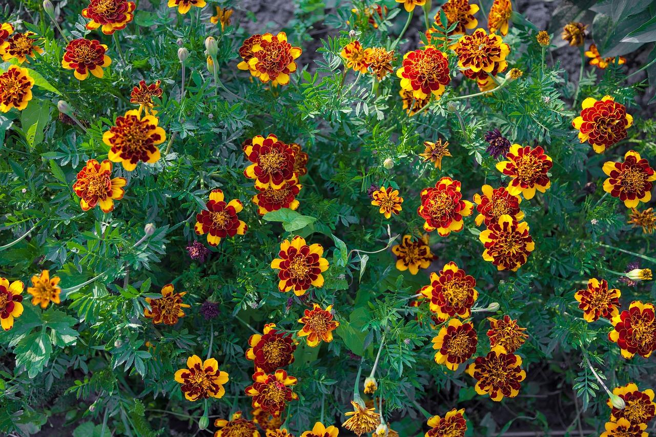 marigold a lot yellow free photo