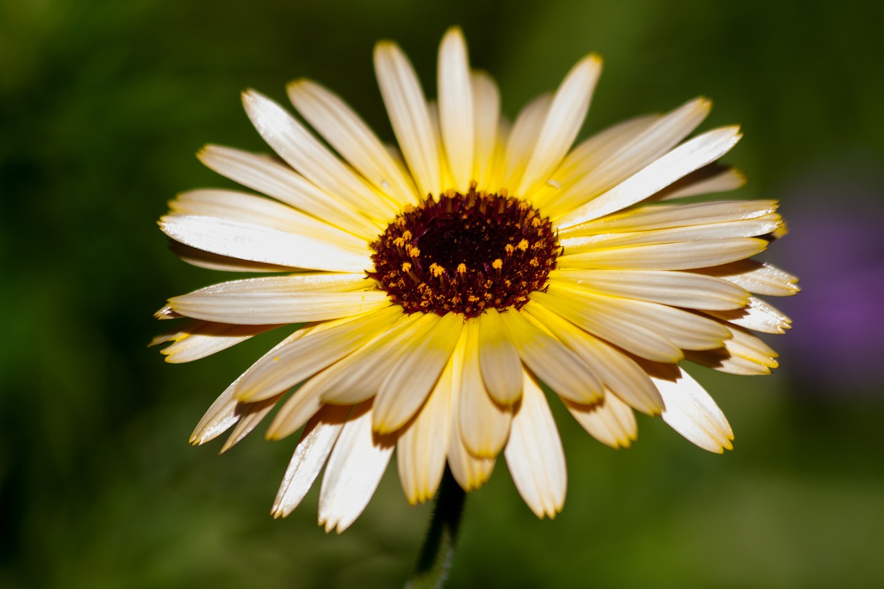 marigold calendula officinalis gardening free photo