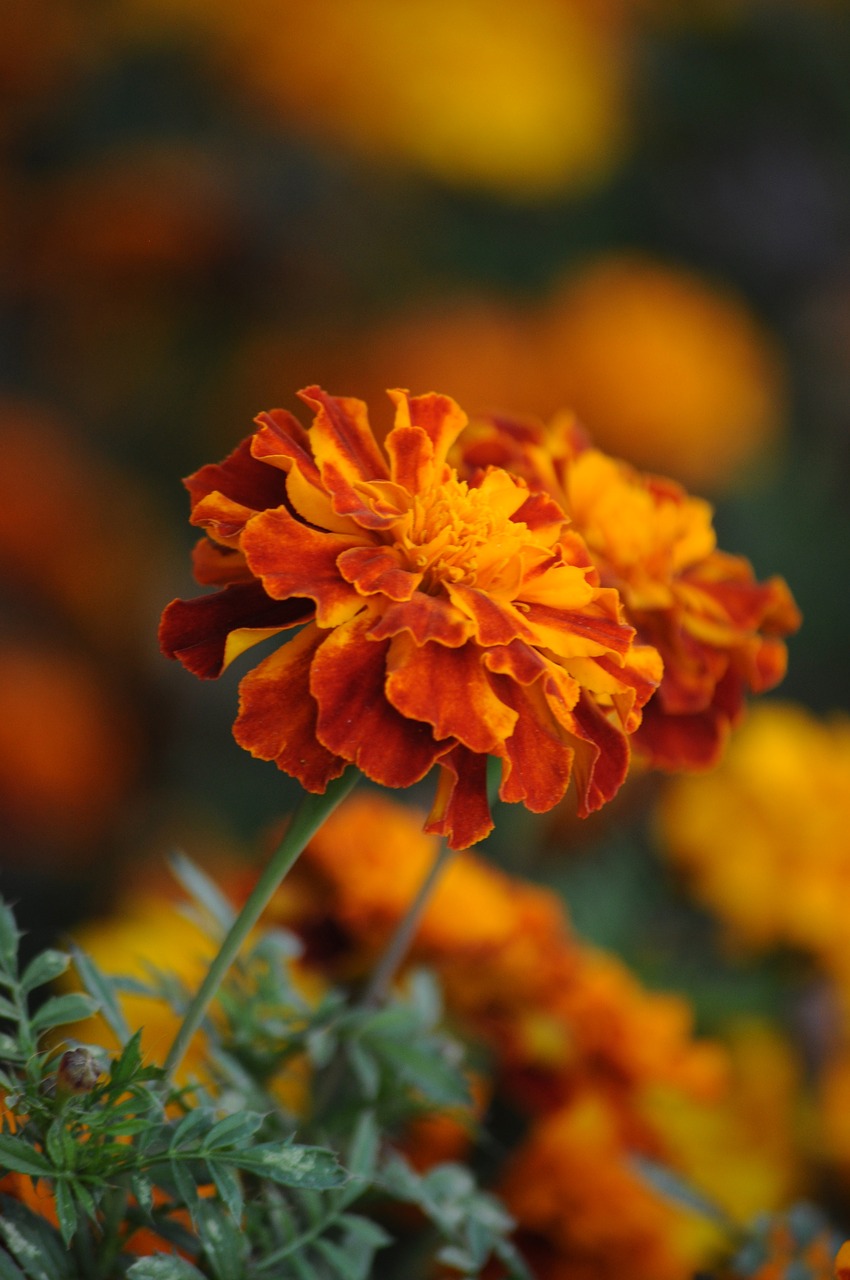 marigold macro flower free photo