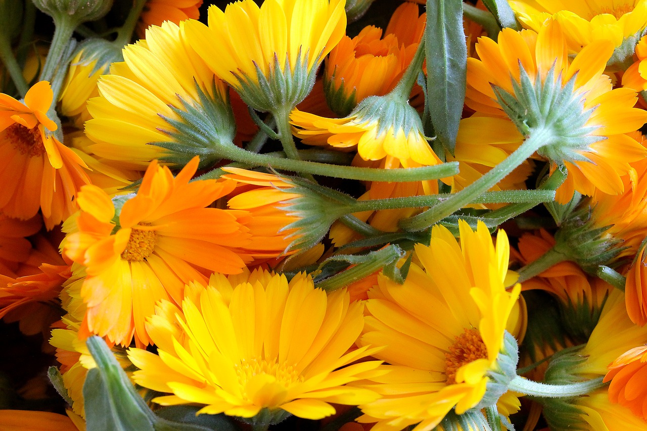 marigold flower yellow flower free photo