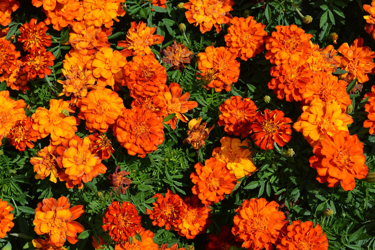 marigold irange flowerbed free photo