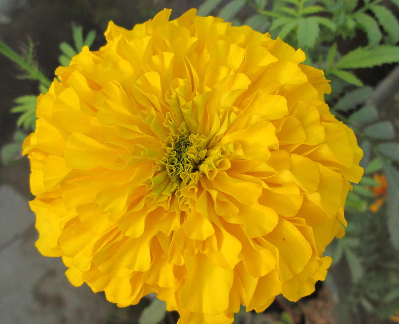 marigold flower plant free photo