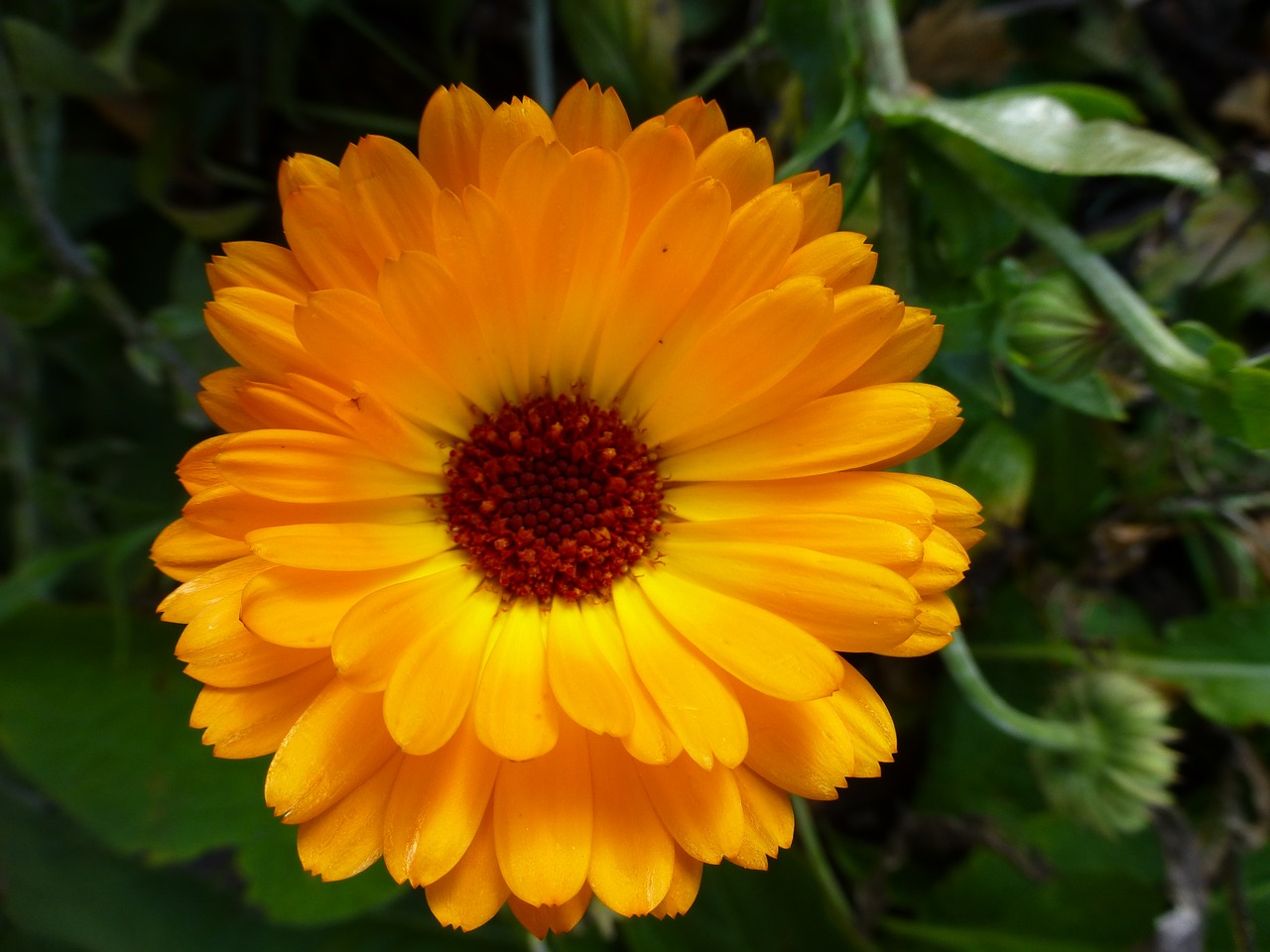 marigold orange blossom free photo